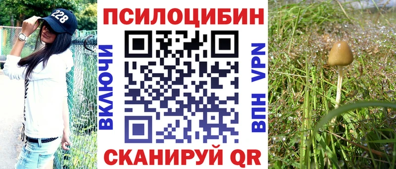 Псилоцибиновые грибы Psilocybe  Краснообск 